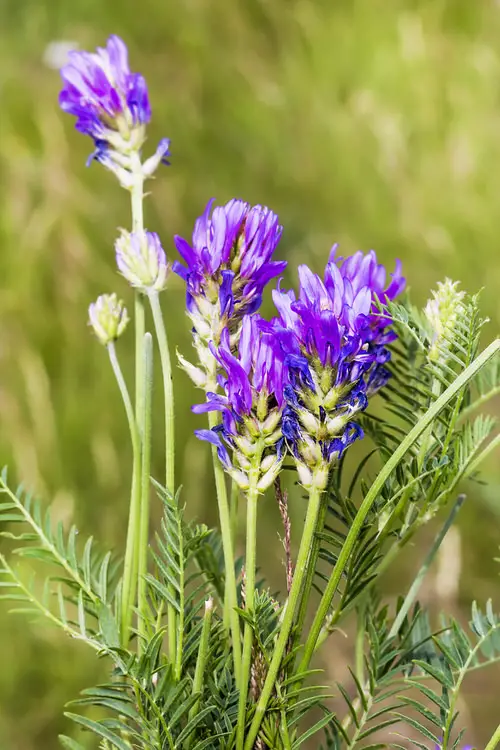 Growing Astragalus 01