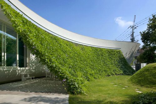 What is a Green Curtain