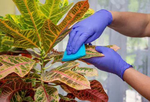 Colorful Croton Plants 2