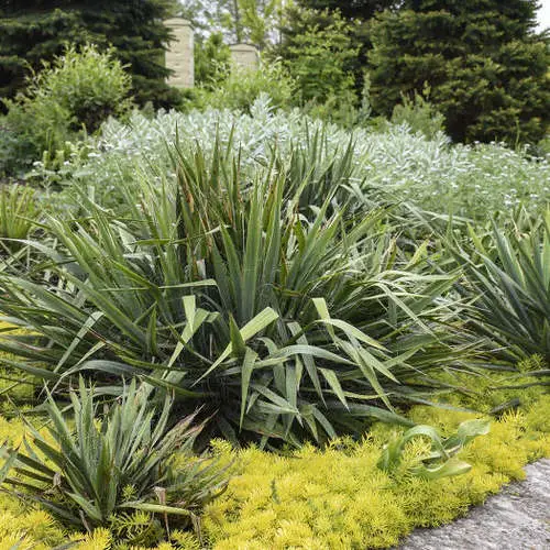 Types of Yucca Plant Varieties in garden