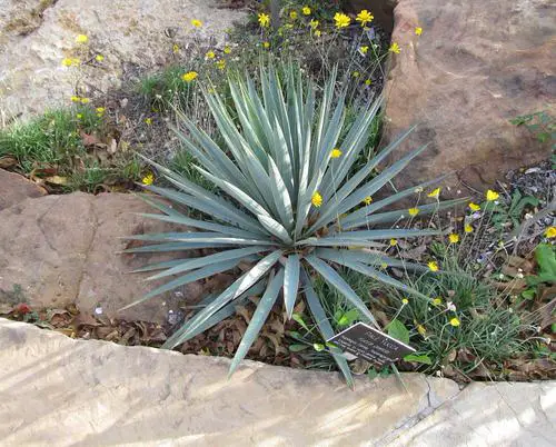 Different Types of Yucca Plant