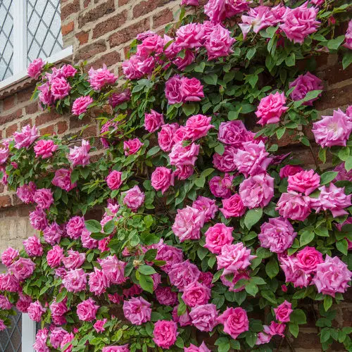 Roses that Bloom in Shade 8