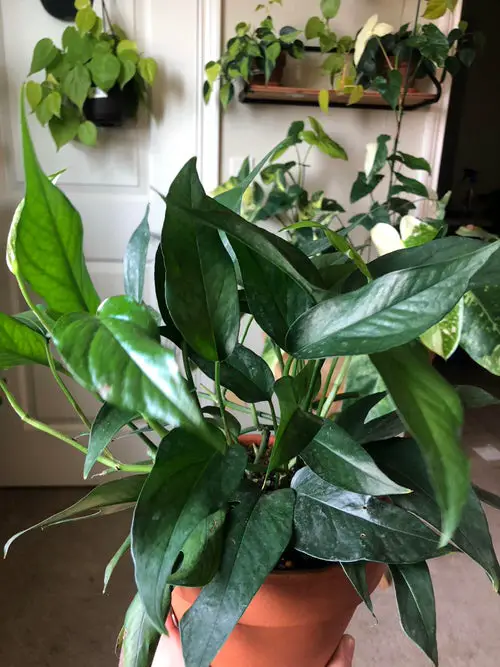Pothos Varieties with Big Leaves 2