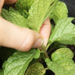 Seedling Tricks 2 
