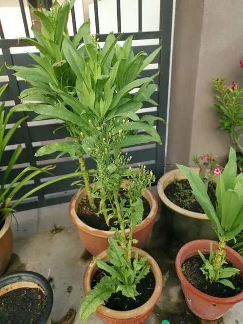 Tasty Asian Greens for Containers 12