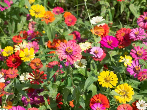 Best Types of Colorful Flowers  11