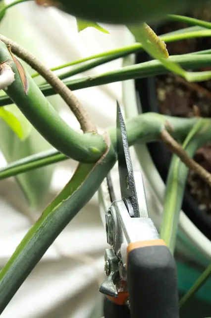 Propagating monstera from cuttings
