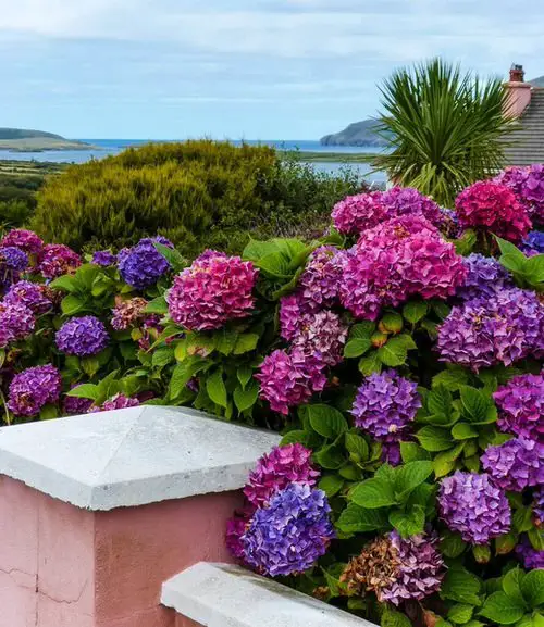 Best Types of Colorful Flowers  7