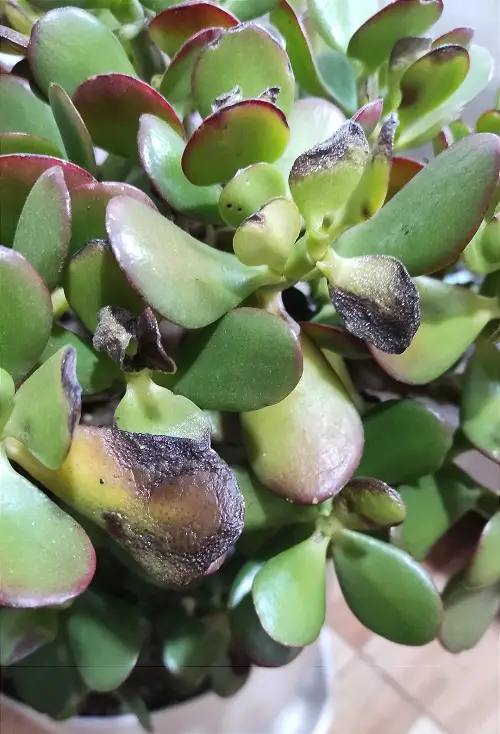 How to Save a Dying Jade Plan 3