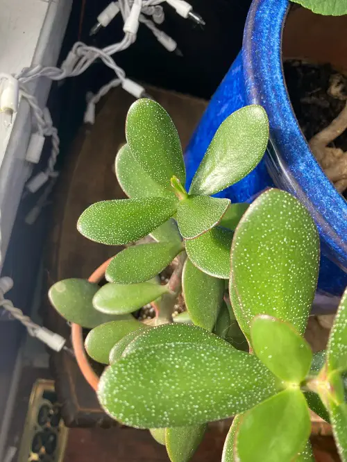 jade plants Hard Water Spots