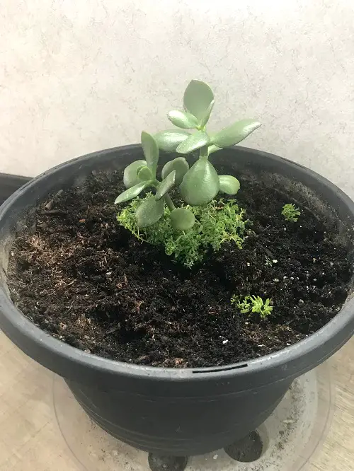 Crassula Ovata Problems & Solutions 2