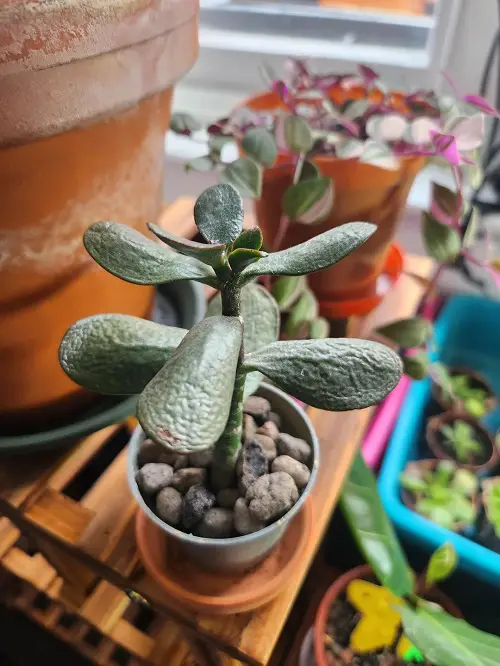 Crassula Ovata Problems & Solutions 3
