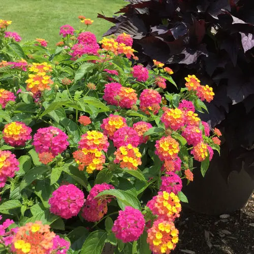 Best Types of Colorful Flowers 1