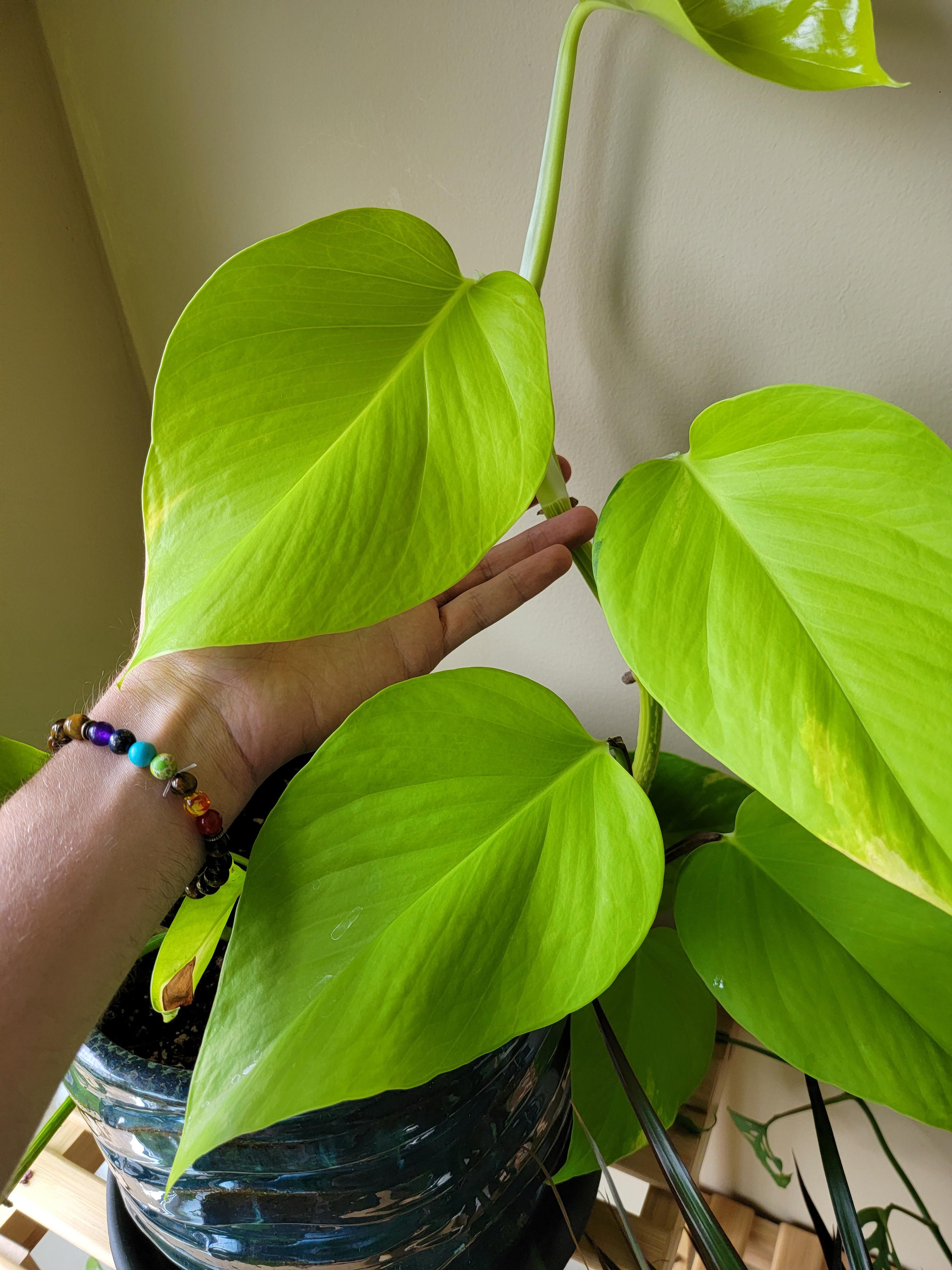 Pothos Varieties with Big Leaves 4