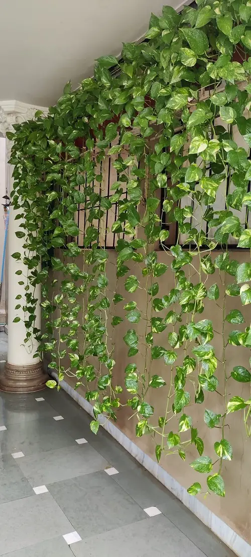 Pothos Wall Decor Ideas 38