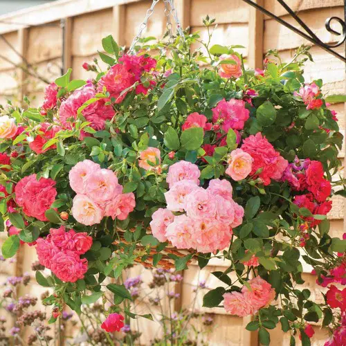  Classic Hanging Basket Plant Idea 13