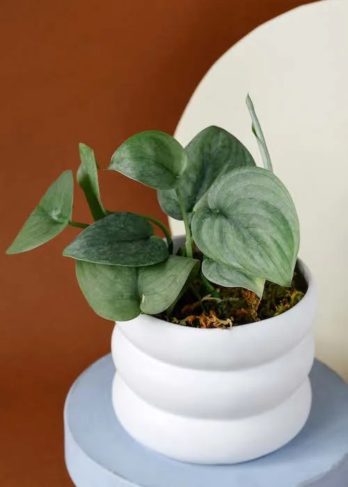 Scindapsus Varieties in pot