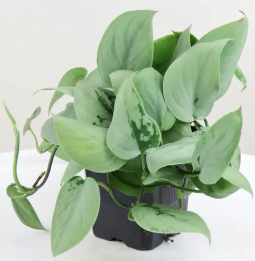 Various Big Pothos Varieties showcasing their Large Leaves 4