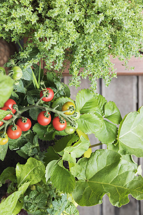 Tomato Companion Plants 5