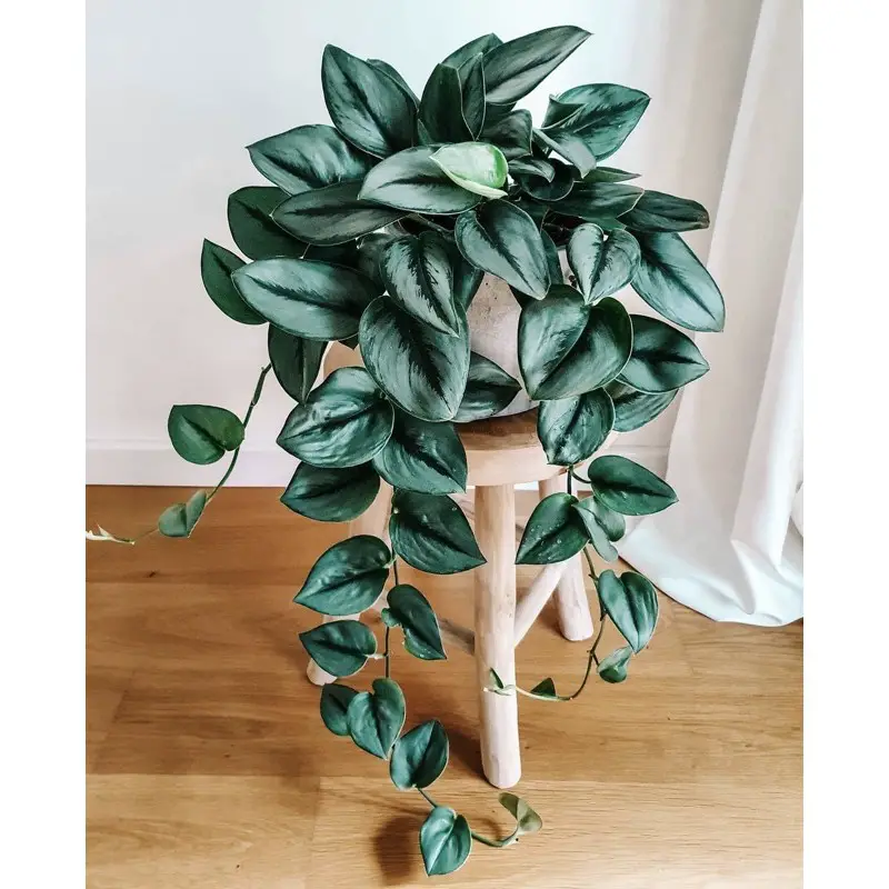 Pothos Varieties with Big Leaves 3