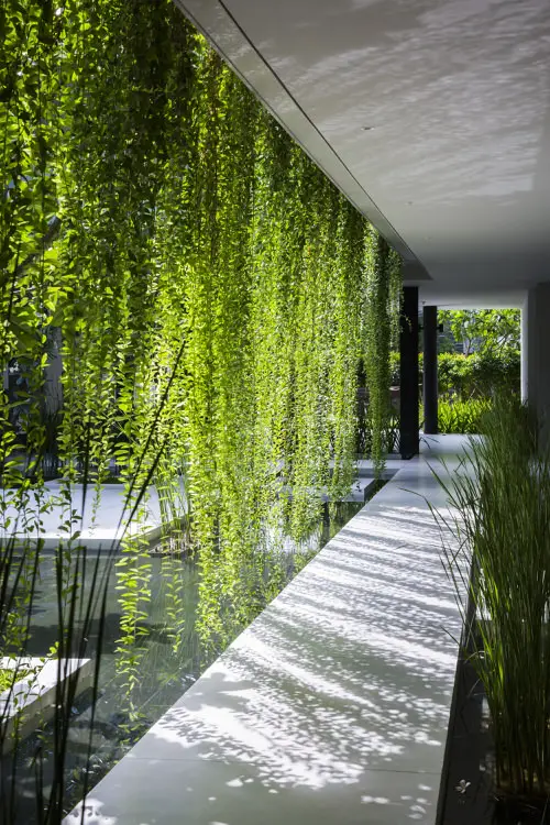How to Grow a Living Plant Curtain 1