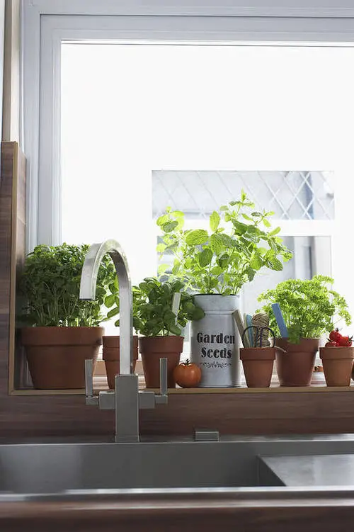  How to Grow Mint in Small Space 6