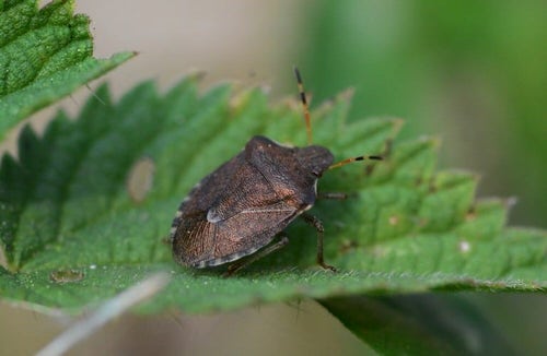 How to Get Rid of Stink Bugs from Home and Garden 1