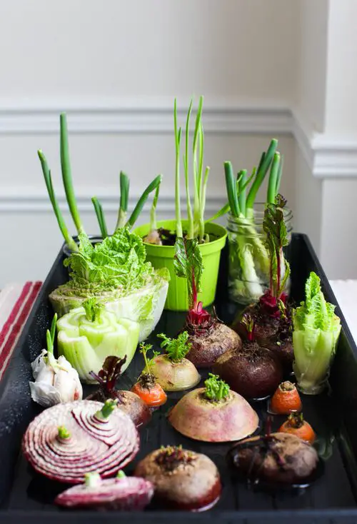  Budget Vegetable Garden idea 1