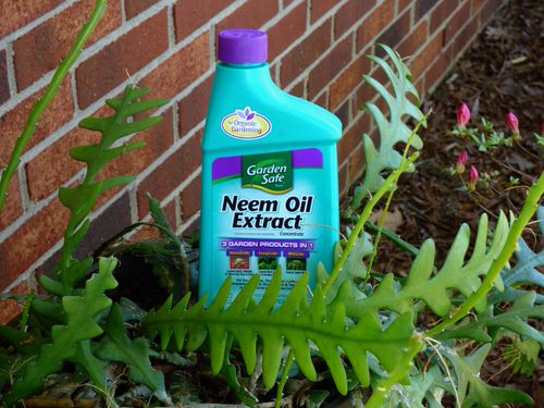 How to Get Rid of Stink Bugs from Home and Garden 6