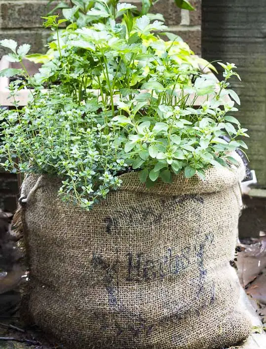  Budget Vegetable Garden idea 9