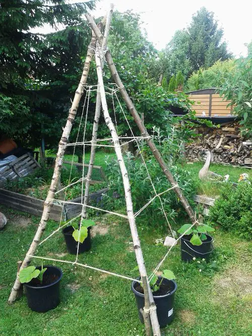 How to Start a Budget Vegetable Garden in $10 9