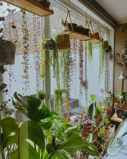 How to Grow a Living Plant Curtain 5