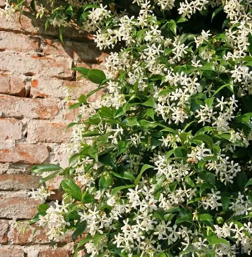 top Perfect Flowers for a Full Sun