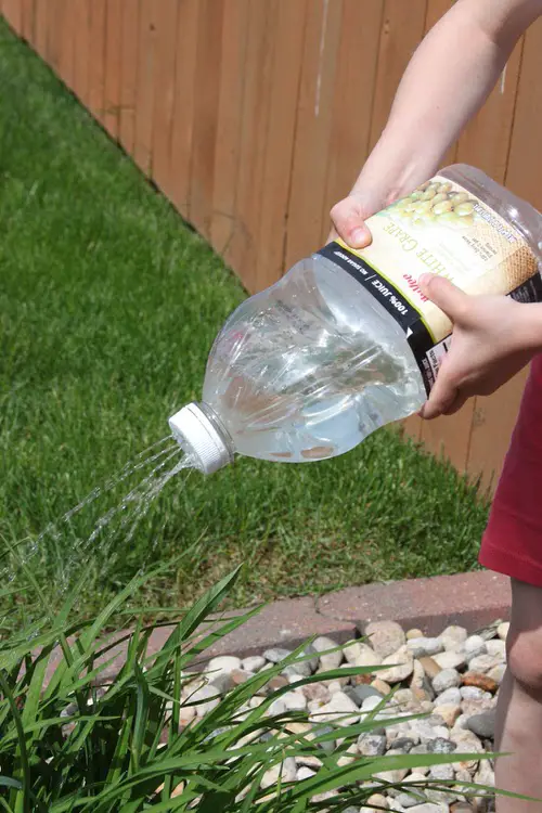 How to Start a Budget Vegetable Garden in $10 10
