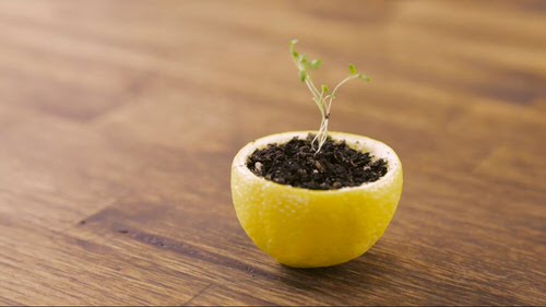  Budget Vegetable Garden idea 13
