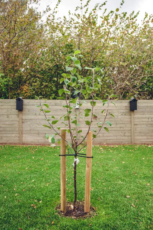Top Tips to Minimize Transplanting Shock  15