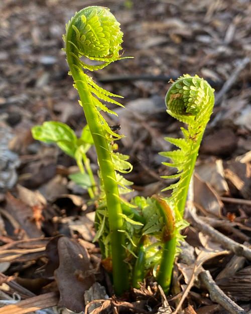 Ferns with Most Beautiful Fronds 2