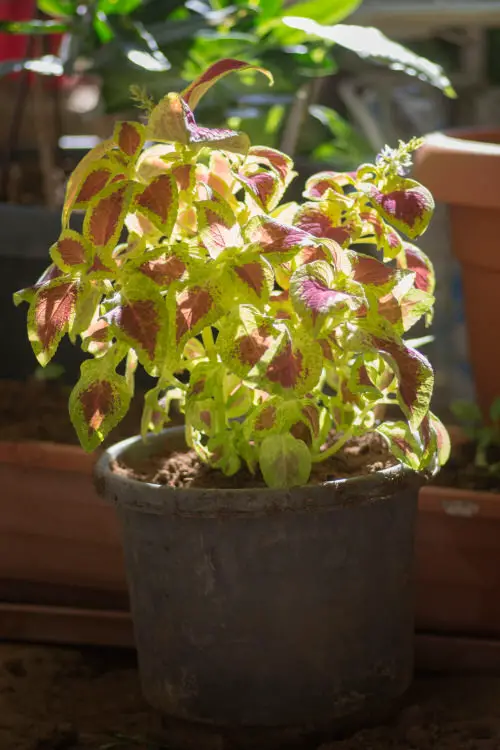 Quick Coleus Growing Tip 2