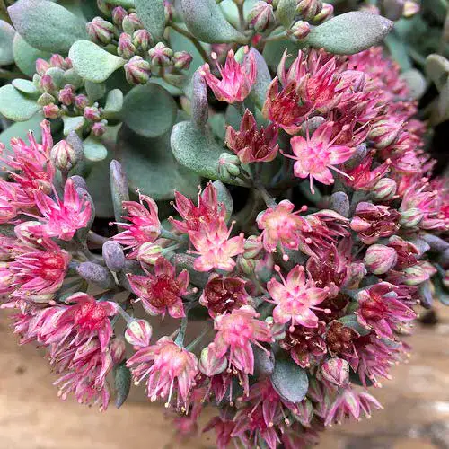 top Best Roseum Succulents