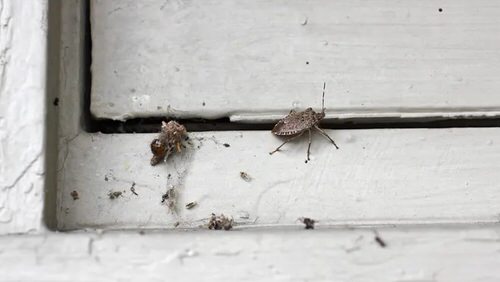 How to Get Rid of Stink Bugs from Home and Garden 2