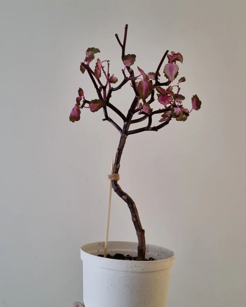 How to Grow Coleus as a Tree 2