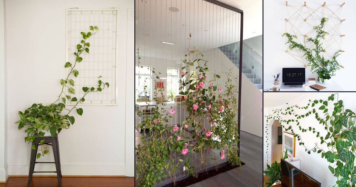 28 Modern Indoor Vine Wall Ideas For Your Home | Balcony Garden Web