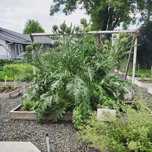 Perennial Vegetables 4