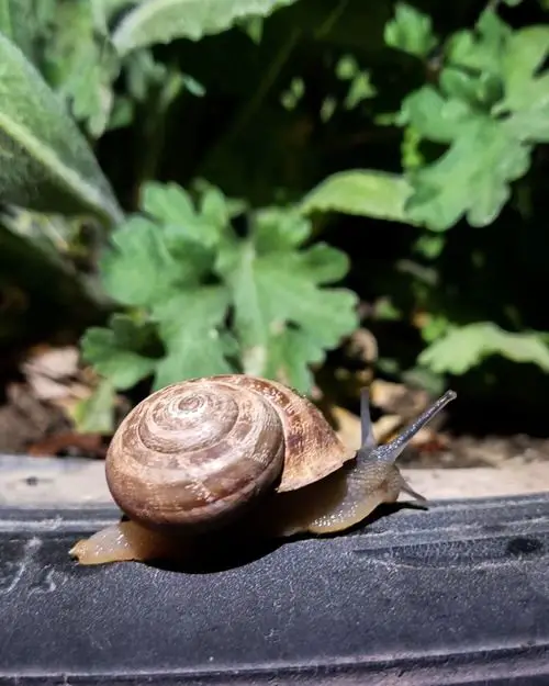 Keep the Snails Away