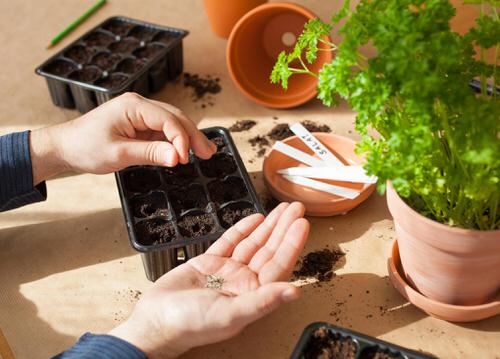  Budget Vegetable Garden idea 4