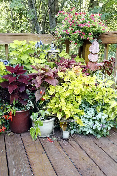 Quick Coleus Growing Tip 1