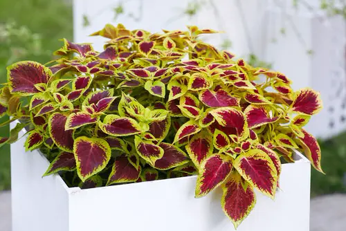 Quick Coleus Growing Tips