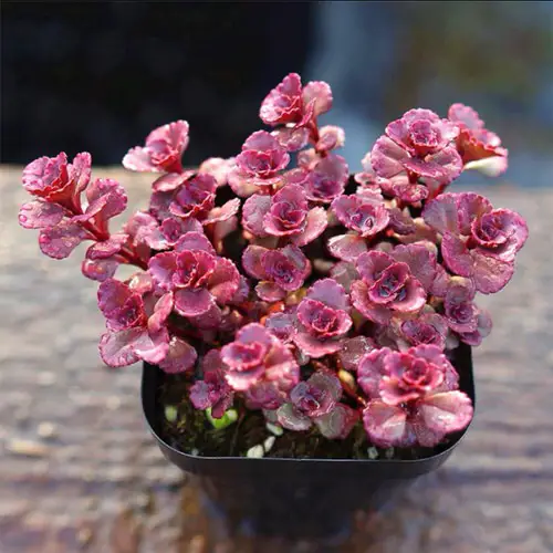 Most Beautiful Roseum Succulents You Can Grow