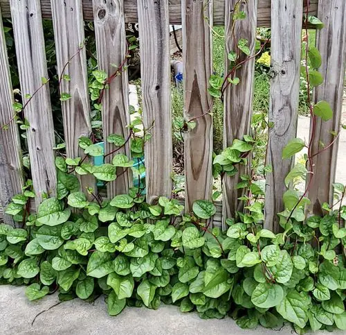  Perennial Vegetables You Can Plant Once and Enjoy for Years 5