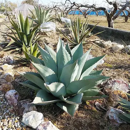 Drought Tolerant Garden Design 10